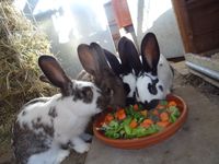 Info: Kaninchen
